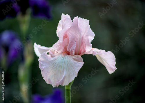 Light pink iris flower in garden photo