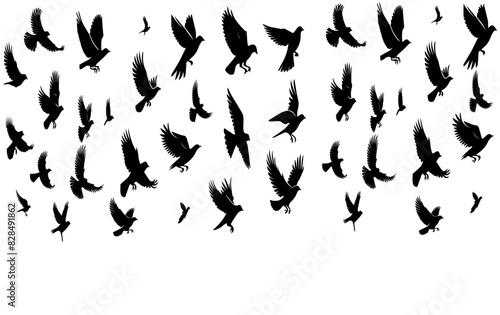 Flying Birds Black Silhouette Vectors Set © shahzad