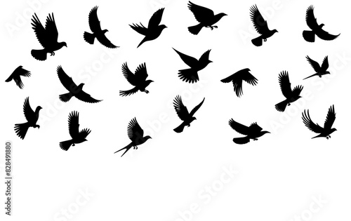 set of silhouettes of birds © shahzad