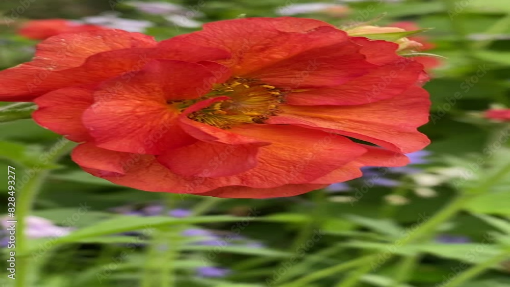 Red poppy flower in the garden close-up Red poppy flower in the garden close-up