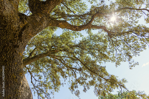 Fotografie Filters through Quercus ilex, creating a stunning shadow in the bright light