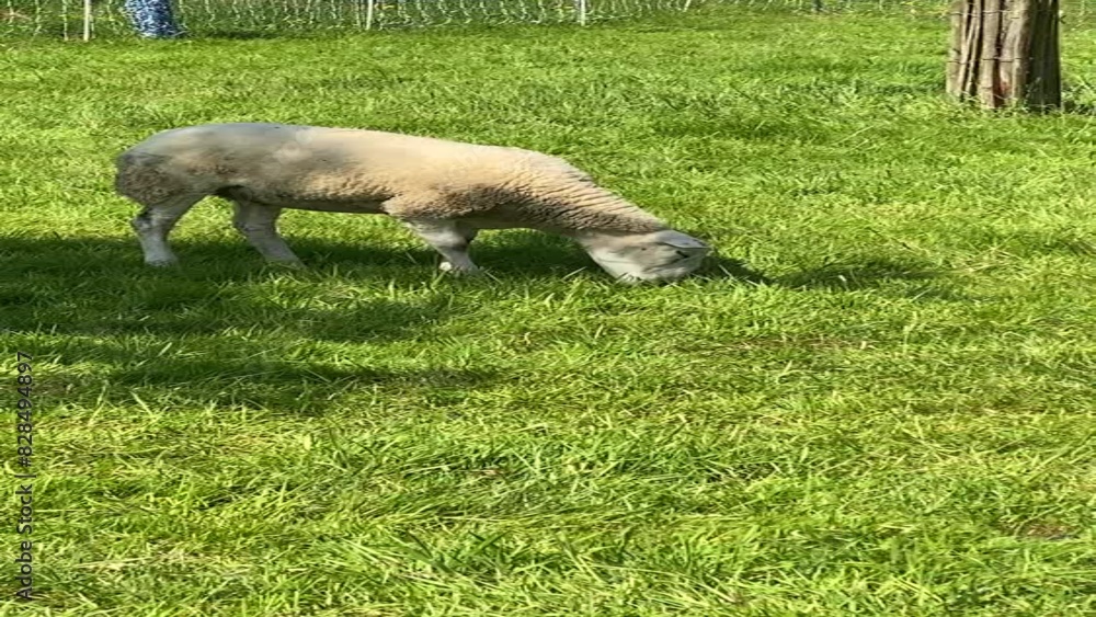 a white lamb grazing in a meadow a white lamb grazing in a meadow