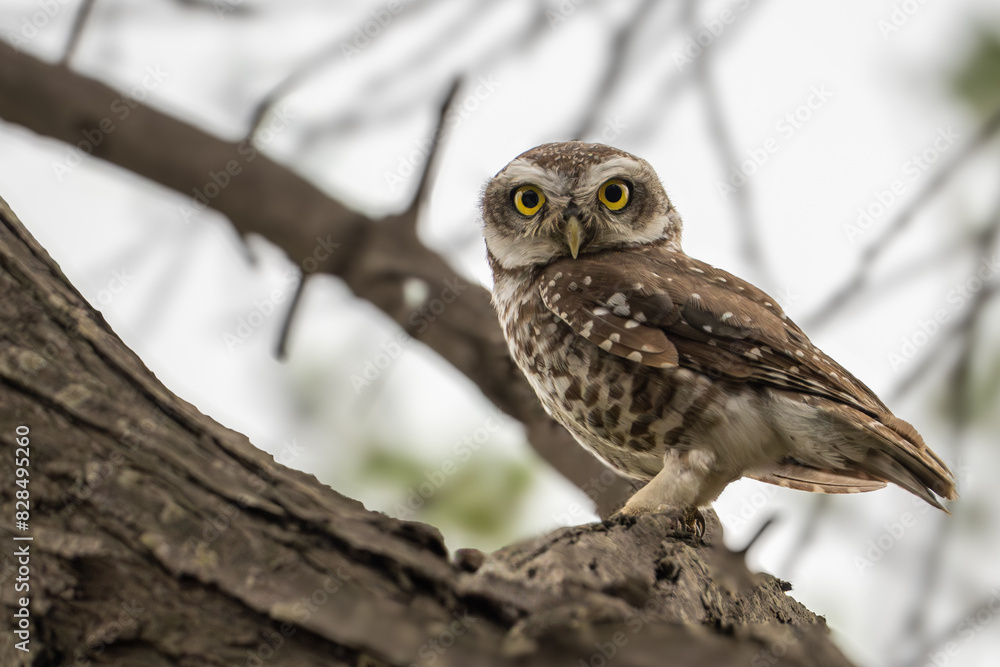 Spotted Owlet Spotted Owlet