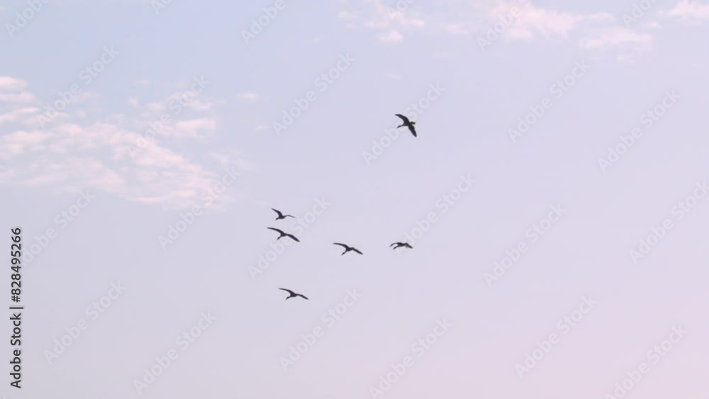 Slow-morion of some birds flying together in a cloudy sky at sunset Slow-morion of some birds flying together in a cloudy sky at sunset
