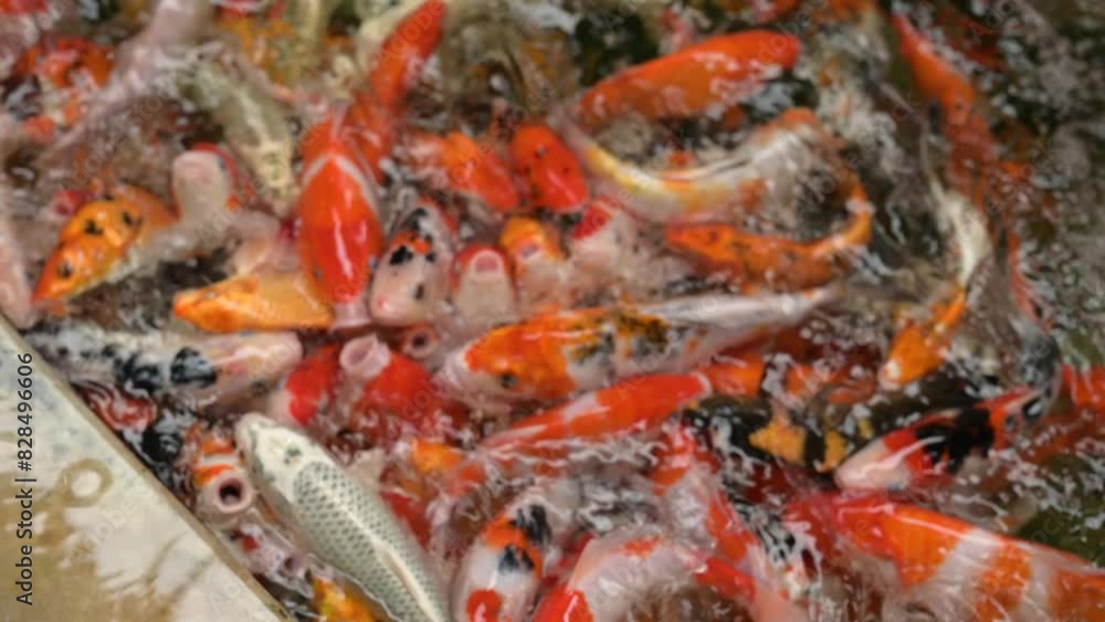 Schools of koi fish are often kept for decorative purposes in outdoor ponds and water gardens. They are known for their bright and diverse colors. This can include shades of red, orange, yellow, white Schools of koi fish are often kept for decorative purposes in outdoor ponds and water gardens. They are known for their bright and diverse colors. This can include shades of red, orange, yellow, white