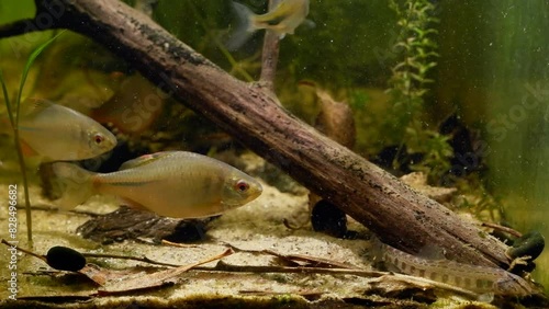 European bitterling shoal, captive wild fish male show spawning behaviour, sunbleak swim, spined loach dig sand substrate, temperate coldwater river biotope aquarium, elodea plant aquatic vegetation photo