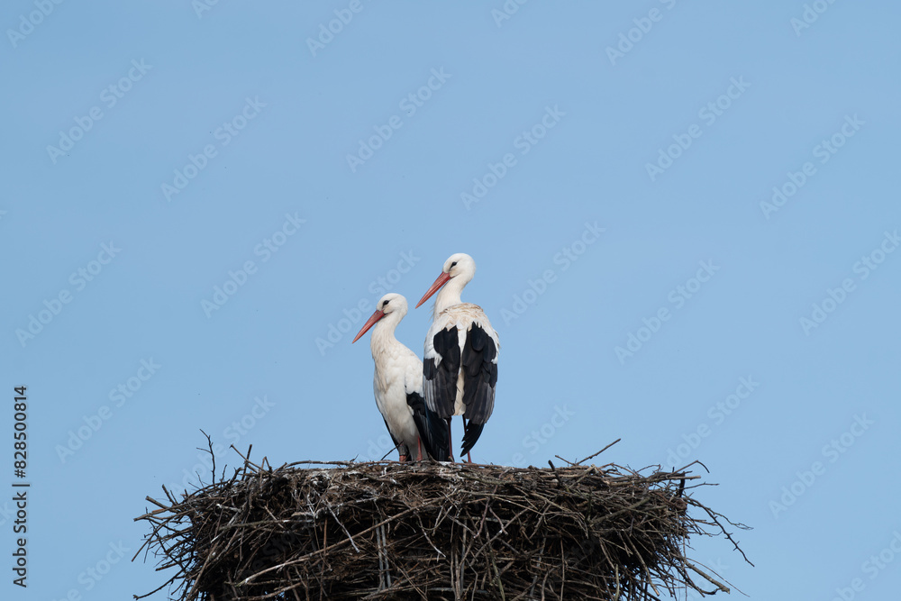 Fototapeta premium Two storks in the nest looking to the left