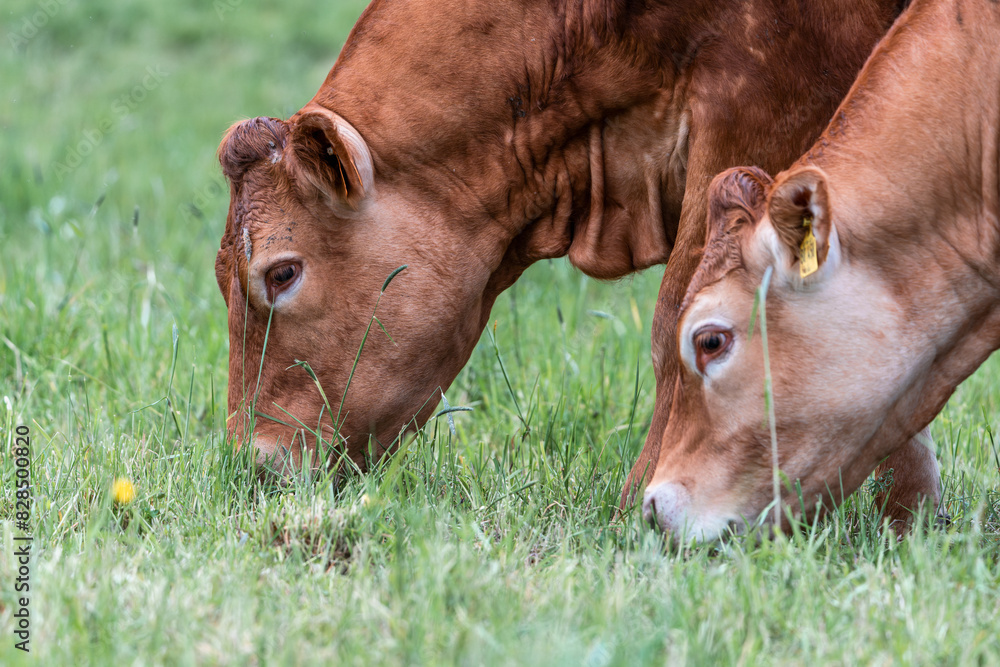 Two cows grazing on the field Two cows grazing on the field
