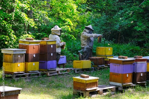 The beekeeper takes out a frame with honey from the hive in the apiary