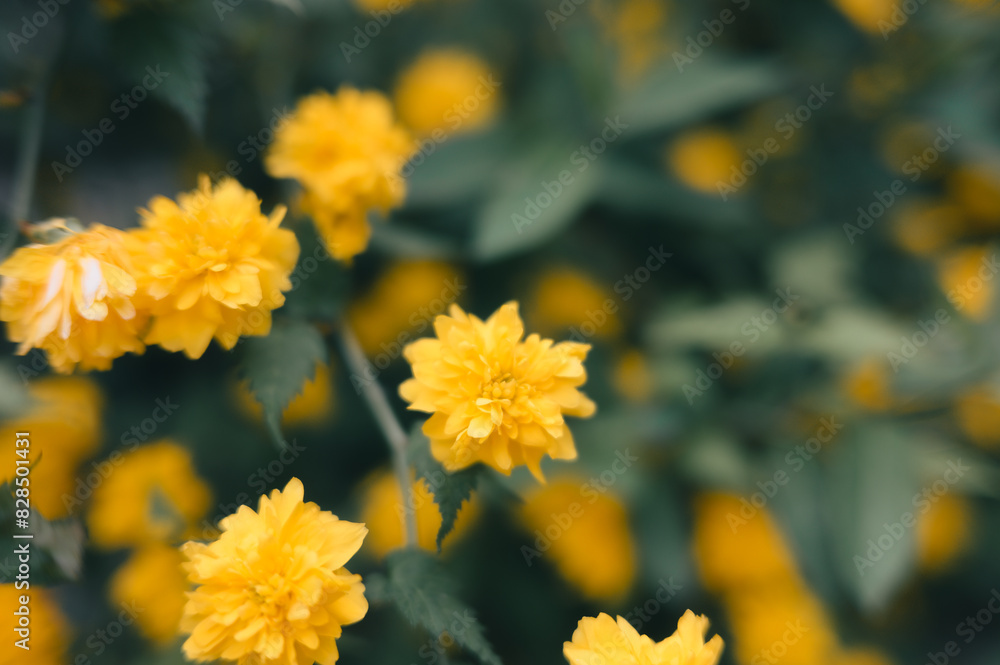 Dense cluster of yellow Kerria flowers Dense cluster of yellow Kerria flowers