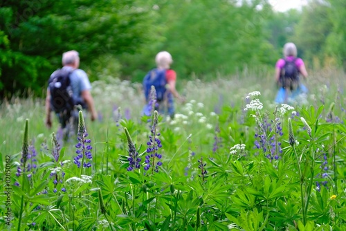 Green meadow with blooming lupine. Silhouettes of hiking people walking in a meadow with backpacks on background