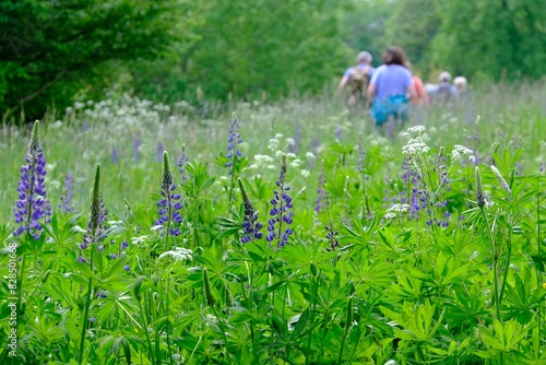 Green meadow with blooming lupine. Silhouettes of hiking people walking in a meadow with backpacks on background