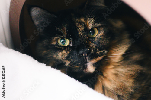 Cat peeking up at the camera from behind a chair photo