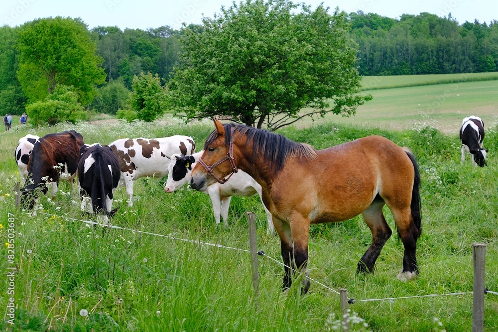 Horse and herd of cows grazing on green meadow Horse and herd of cows grazing on green meadow