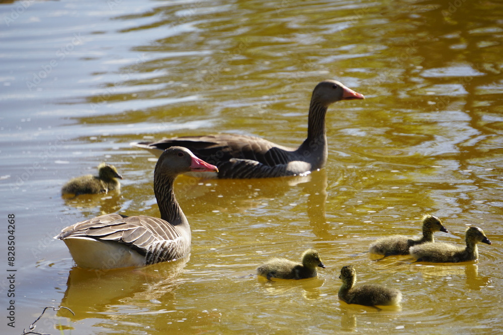 Group of geese and goslings swimming close to the shore Group of geese and goslings swimming close to the shore
