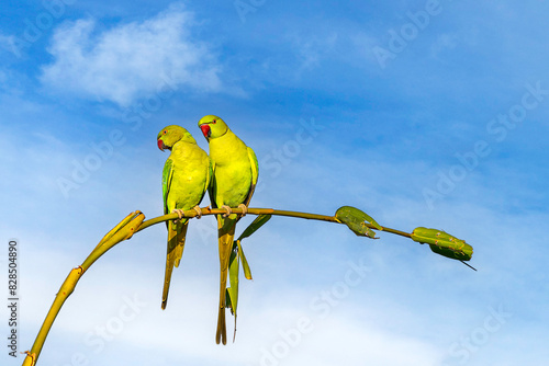 Two rose-ringed parakeets perched on a green plant against the sky. Lalpur, Punjab, India photo