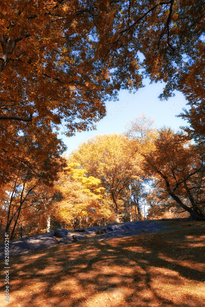 Autumn, nature and trees in forest or park, travel scenery and colourful foliage in Amsterdam woodlands. Conservation, fall season and environment for outdoor growth, leaves and branches outside Autumn, nature and trees in forest or park, travel scenery and colourful foliage in Amsterdam woodlands. Conservation, fall season and environment for outdoor growth, leaves and branches outside