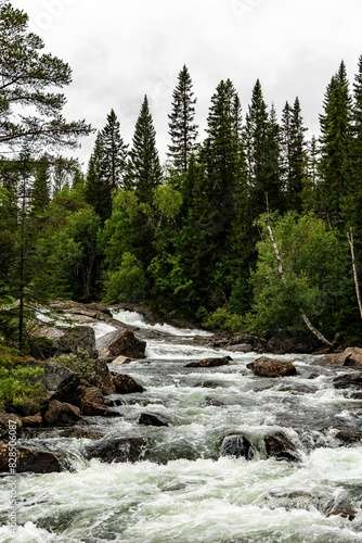 Picturesque Swedish river surrounded by dense evergreen foliage.