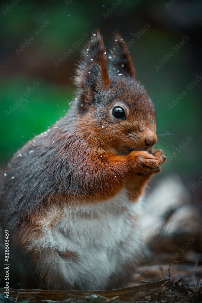 Fototapeta premium Vertical closeup shot of an adorable fluffy squirrel under slight snowfall