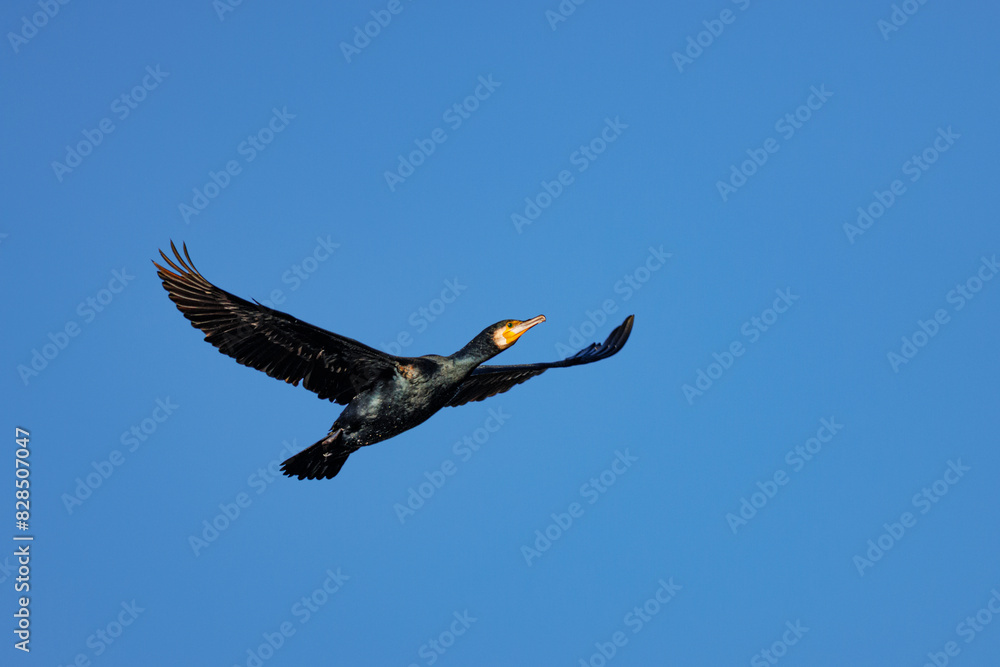Obraz premium Great cormorant in flight with wings spread against a clear blue sky