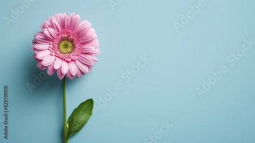 Beautiful Gerbera flower on a soft blue background