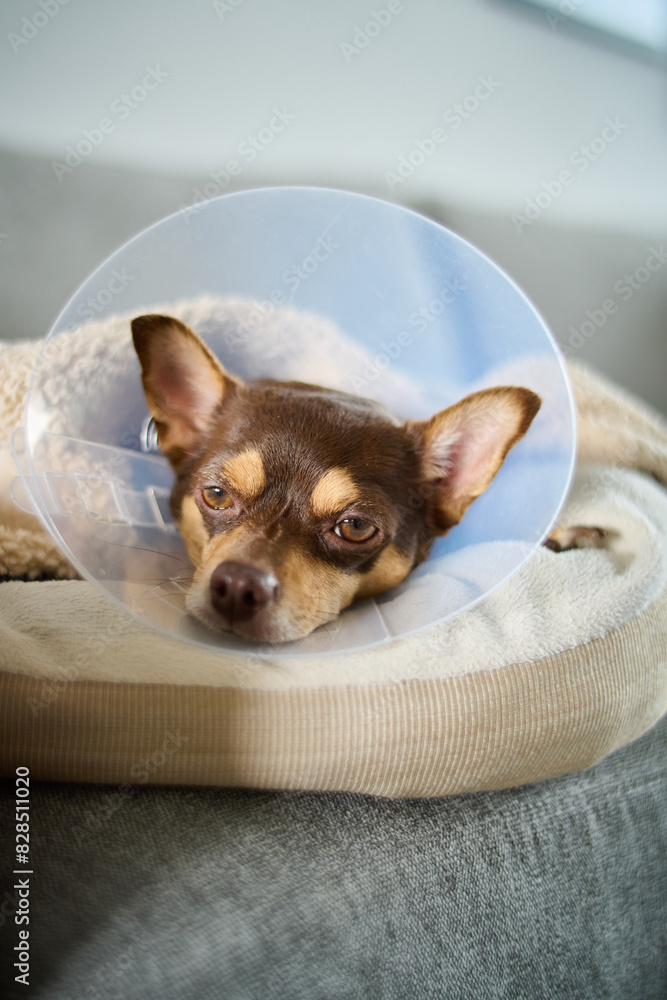 an adorable brown and white chihuahua lying on a sofa with a cone in it ' an adorable brown and white chihuahua lying on a sofa with a cone in it '
