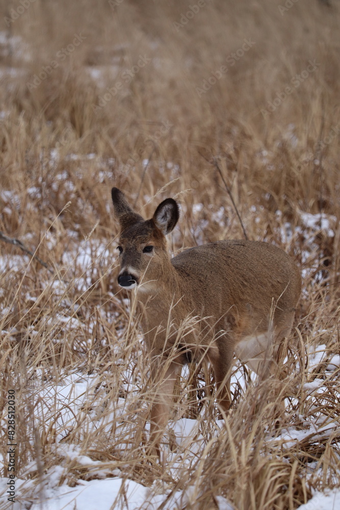 White-tailed deer (Odocoileus virginianus) in a snowy forest landscape White-tailed deer (Odocoileus virginianus) in a snowy forest landscape