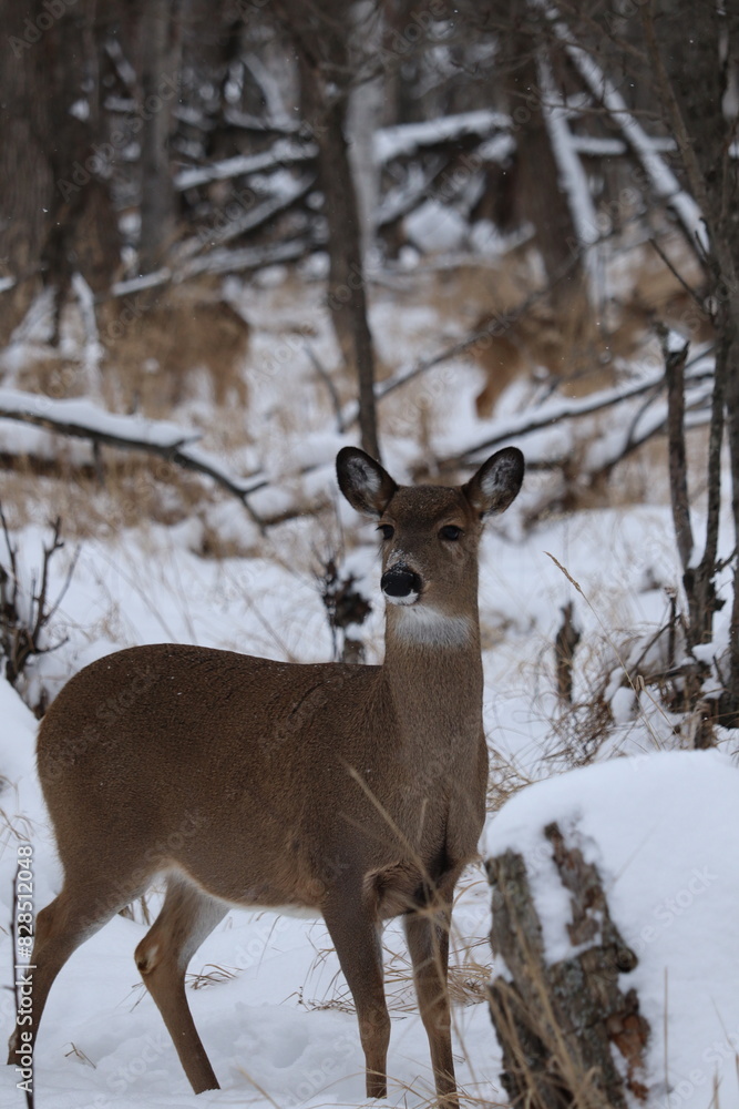 White-tailed deer (Odocoileus virginianus) in a snowy forest landscape White-tailed deer (Odocoileus virginianus) in a snowy forest landscape