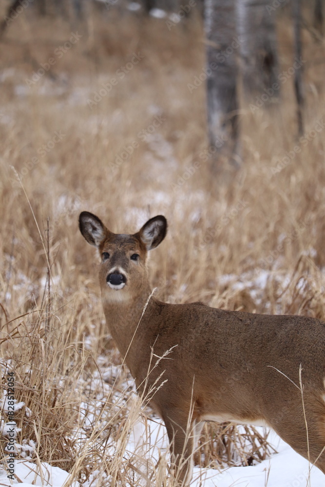 White-tailed deer (Odocoileus virginianus) in a snowy forest landscape White-tailed deer (Odocoileus virginianus) in a snowy forest landscape