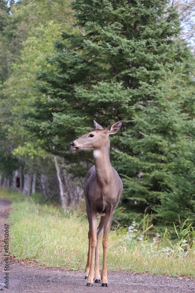 White-tailed deer (Odocoileus virginianus) in front of vibrant green forest backdrop White-tailed deer (Odocoileus virginianus) in front of vibrant green forest backdrop