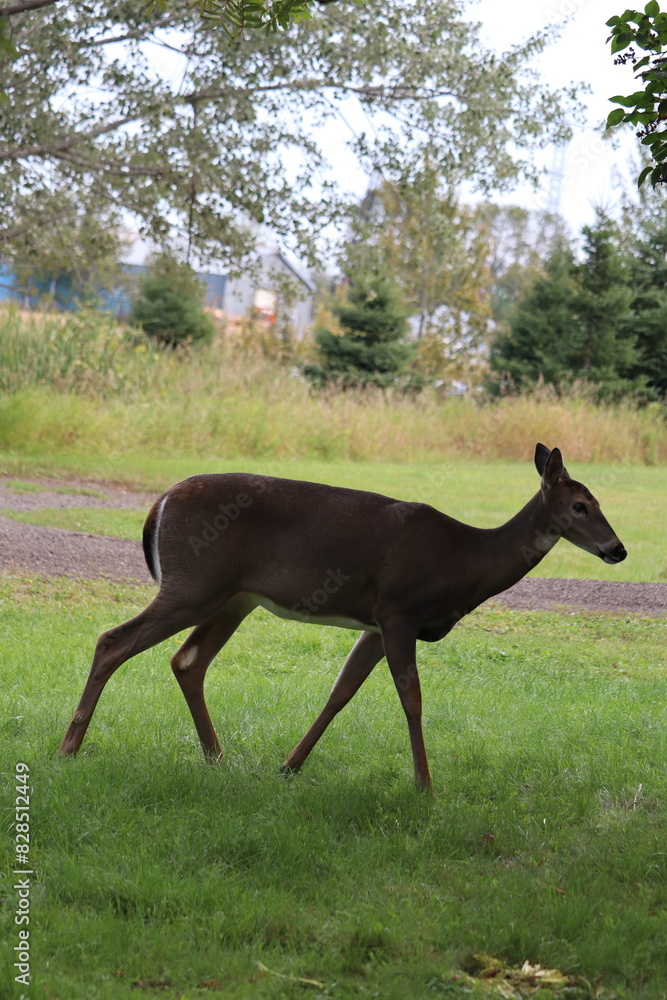 White-tailed deer (Odocoileus virginianus) in front of a vibrant green park White-tailed deer (Odocoileus virginianus) in front of a vibrant green park