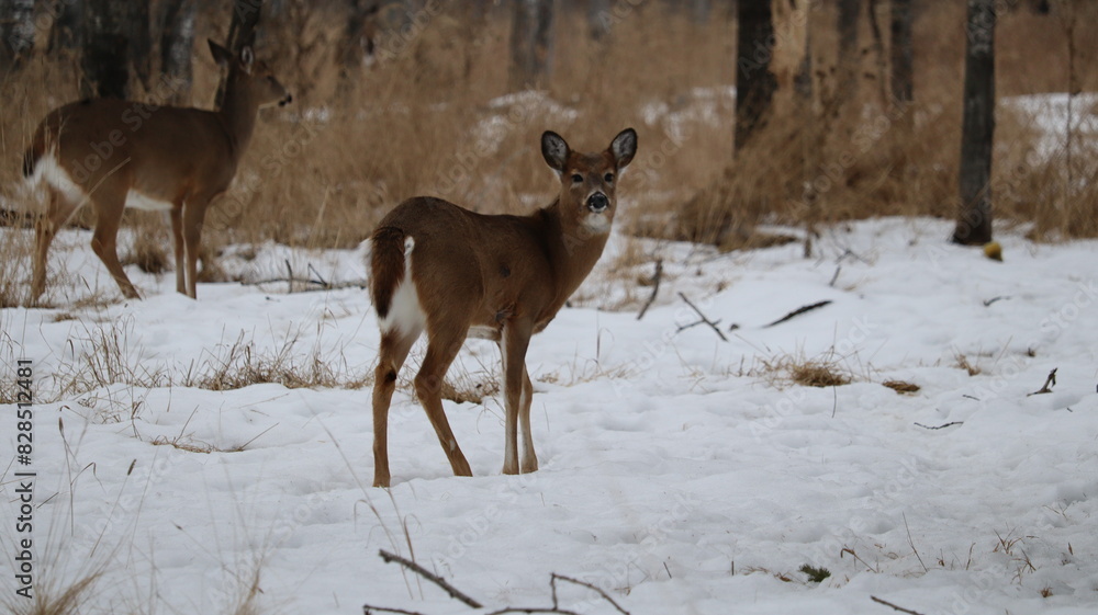 White-tailed deer (Odocoileus virginianus) in a snowy forest landscape White-tailed deer (Odocoileus virginianus) in a snowy forest landscape