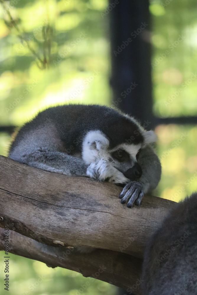 Fototapeta premium Lemur perched on a tree branch