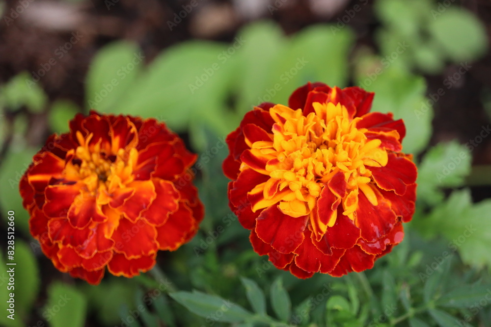 Marigolds parviflora flowers in shades of red, yellow, and orange