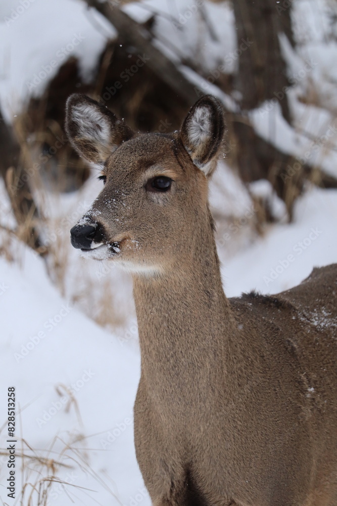 Deer (Odocoileus virginianus) in a snowy forest landscape Deer (Odocoileus virginianus) in a snowy forest landscape