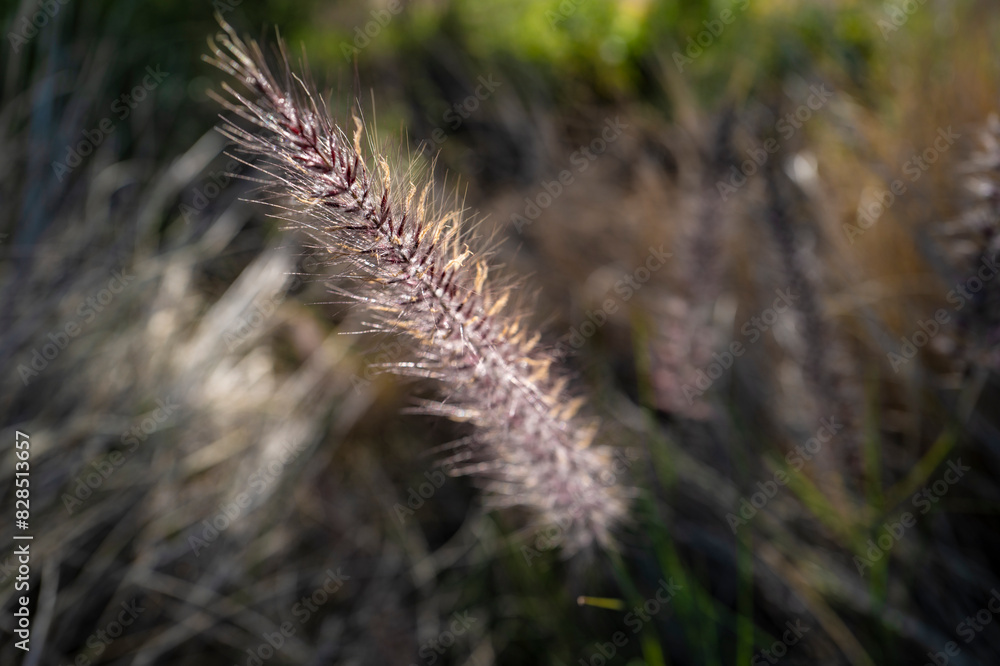 Macro shot of fuzzy grass in a desert setting, in Arizona Macro shot of fuzzy grass in a desert setting, in Arizona
