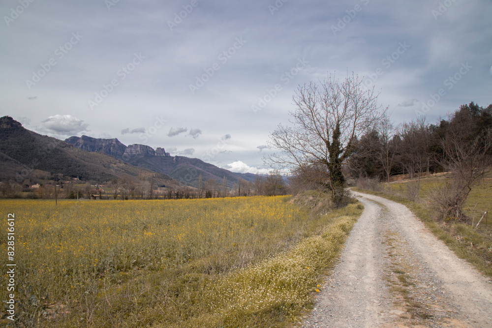 Fototapeta premium Path winding through a meadow near trees, Vall den Bas valley in Catalonia