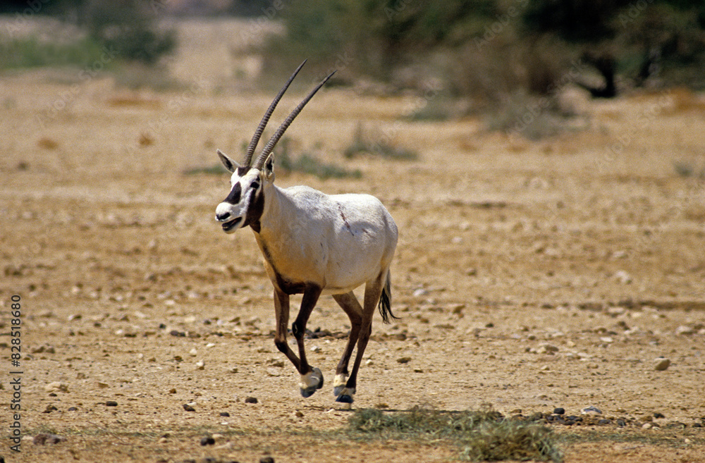 Oryx d'Arabie, Oryx leucoryx Oryx d'Arabie, Oryx leucoryx