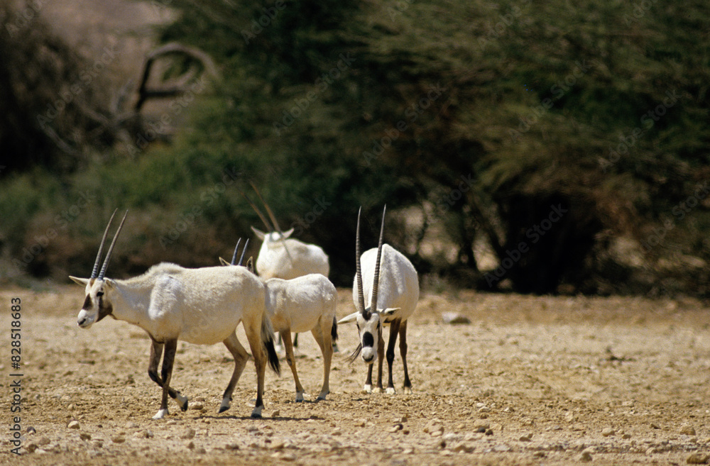 Oryx d'Arabie, Oryx leucoryx Oryx d'Arabie, Oryx leucoryx