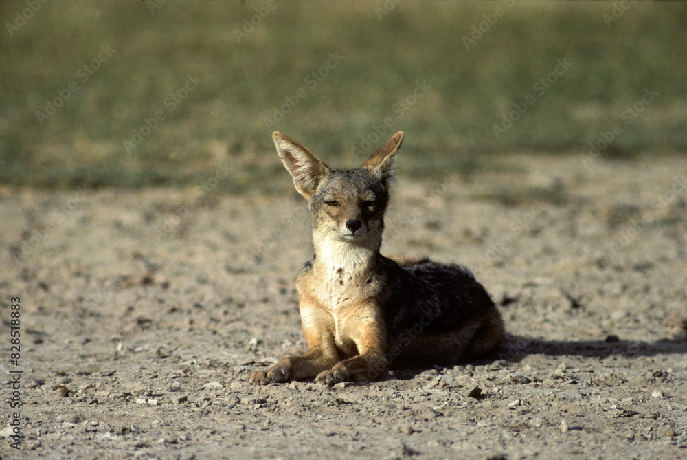 Chacal à chabraque, Canis mesomelis, Afrique Chacal à chabraque, Canis mesomelis, Afrique