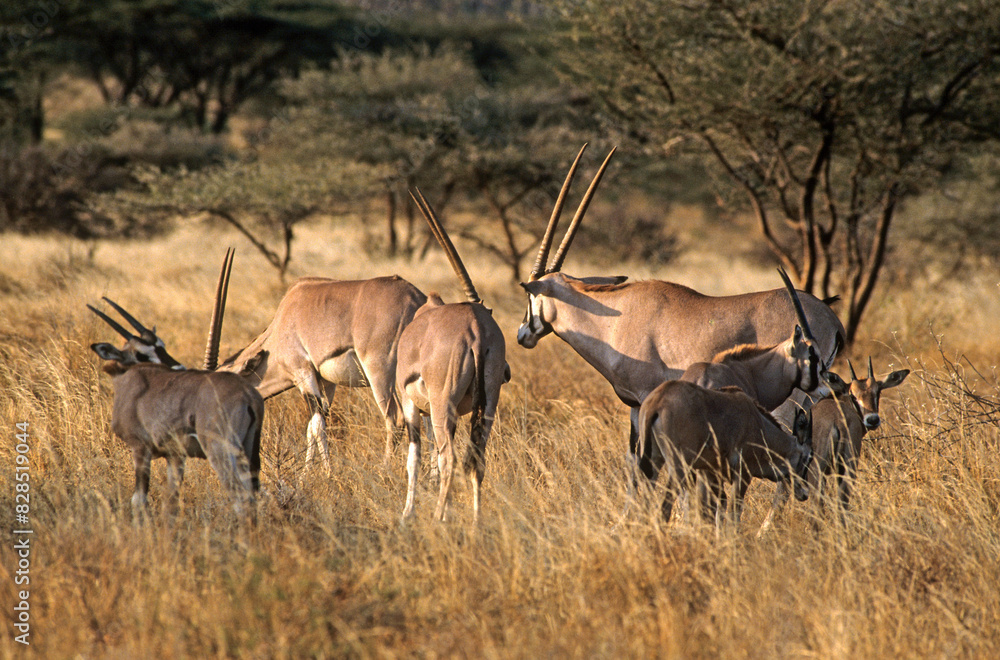 Oryx beisa, femelle et jeune, Oryx gazella beisa, Parc national de Samburu, Kenya Oryx beisa, femelle et jeune, Oryx gazella beisa, Parc national de Samburu, Kenya