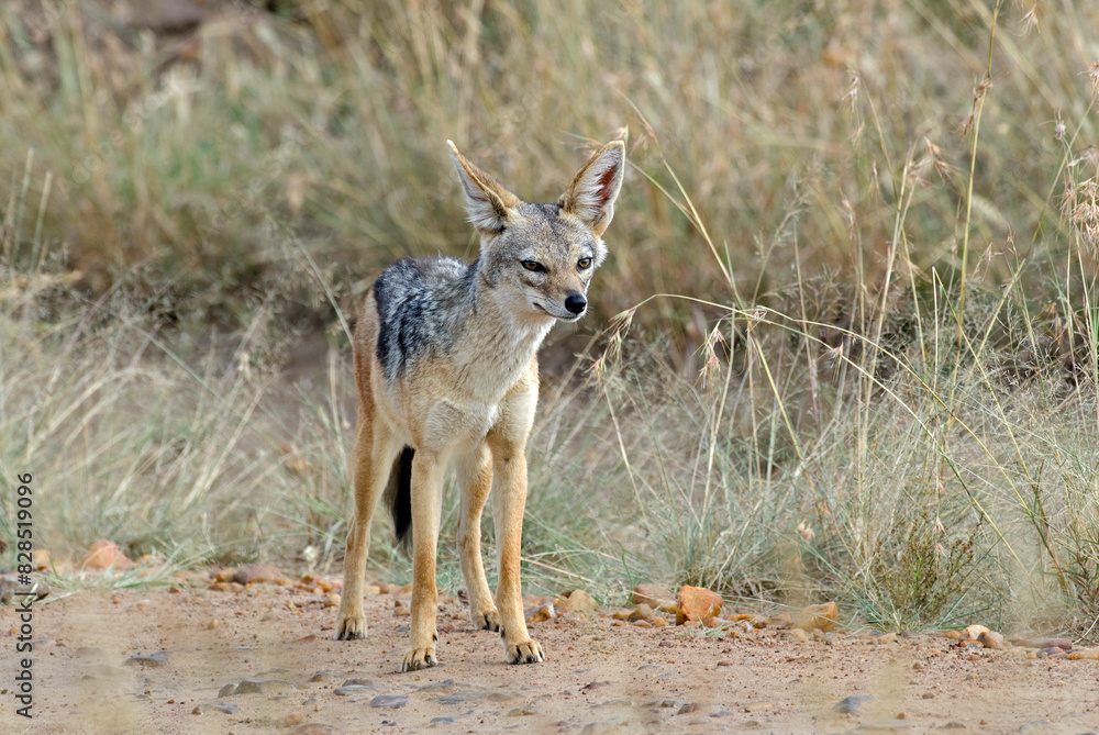Chacal à chabraque, Canis mesomelis, Afrique Chacal à chabraque, Canis mesomelis, Afrique
