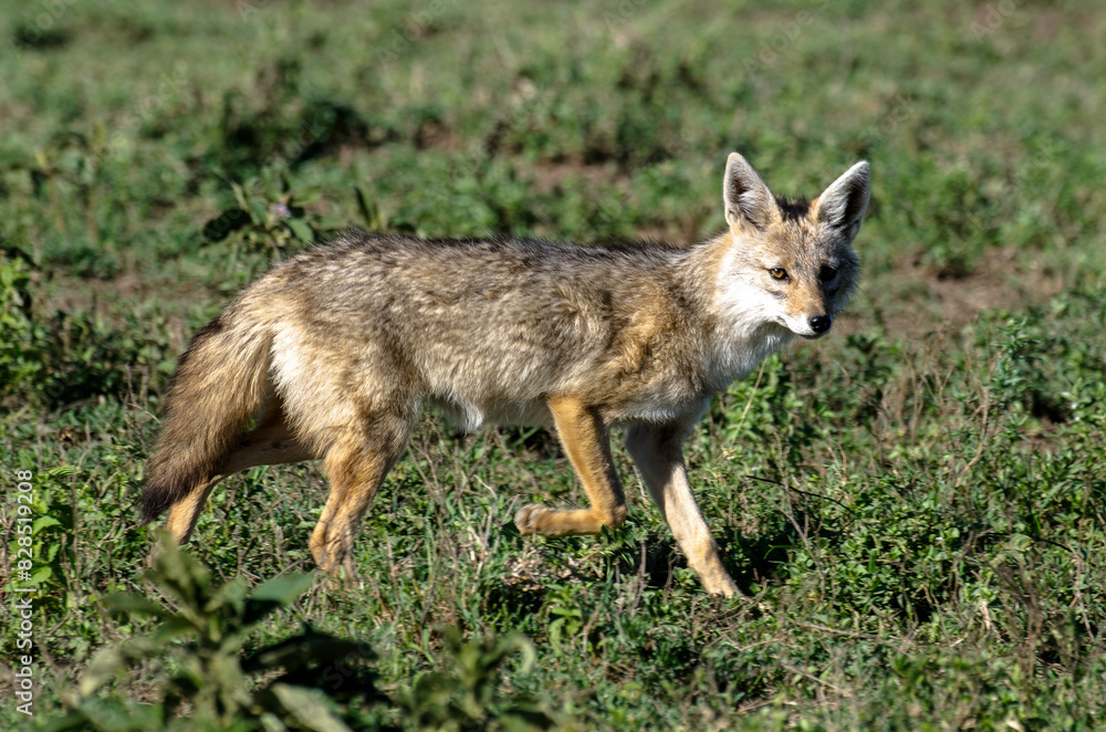 Chacal doré, Chacal commun, Canis aureus, Tanzanie Chacal doré, Chacal commun, Canis aureus, Tanzanie