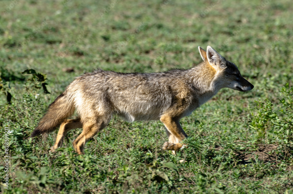 Chacal doré, Chacal commun, Canis aureus, Tanzanie Chacal doré, Chacal commun, Canis aureus, Tanzanie