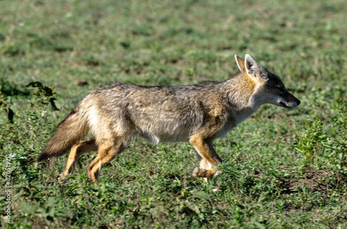 Chacal doré, Chacal commun, Canis aureus, Tanzanie © JAG IMAGES