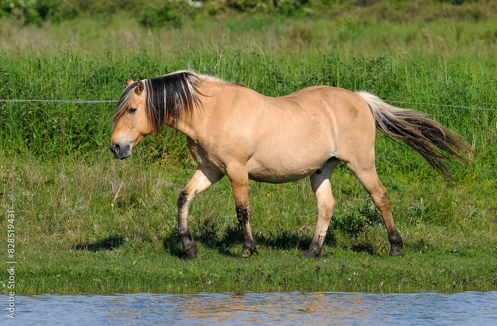 Cheval, race Henson, Baie de Somme, 80, Somme, France Cheval, race Henson, Baie de Somme, 80, Somme, France