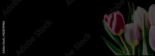 Colorful tulips against a black background. Concept: spring, beauty, elegance. For floral shops, greeting cards, celebration campaigns, Mother's Day, weddings, Easter, and floral holidays.