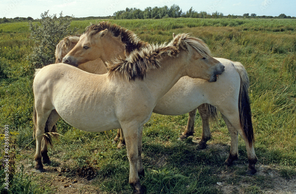 Obraz premium Cheval, race Henson, Baie de Somme, 80, Somme, France