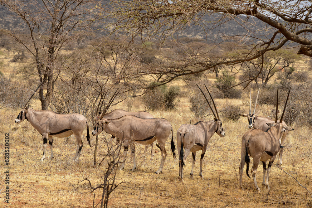 Oryx beisa, femelle et jeune, Oryx gazella beisa, Parc national de Samburu, Kenya Oryx beisa, femelle et jeune, Oryx gazella beisa, Parc national de Samburu, Kenya