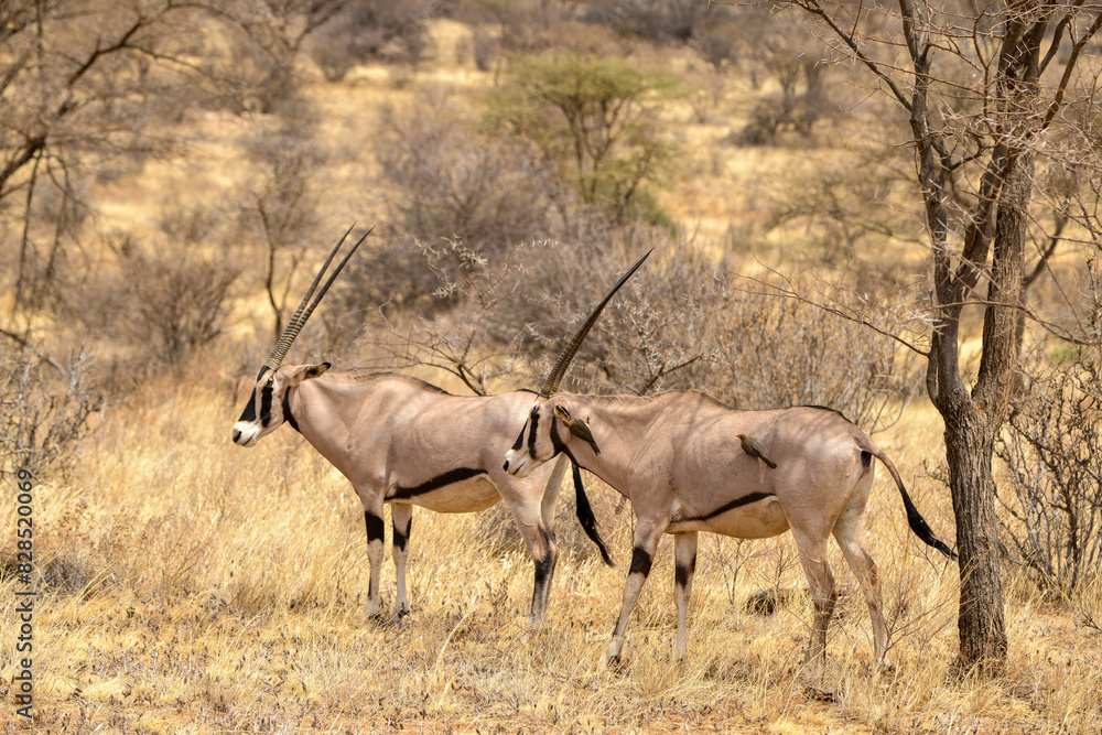 Oryx beisa, femelle et jeune, Oryx gazella beisa, Parc national de Samburu, Kenya Oryx beisa, femelle et jeune, Oryx gazella beisa, Parc national de Samburu, Kenya
